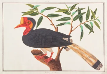 Helmeted Hornbill, from Drawings of Birds from Malacca